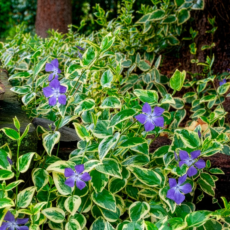 Großblättriges Immergrün Variegata