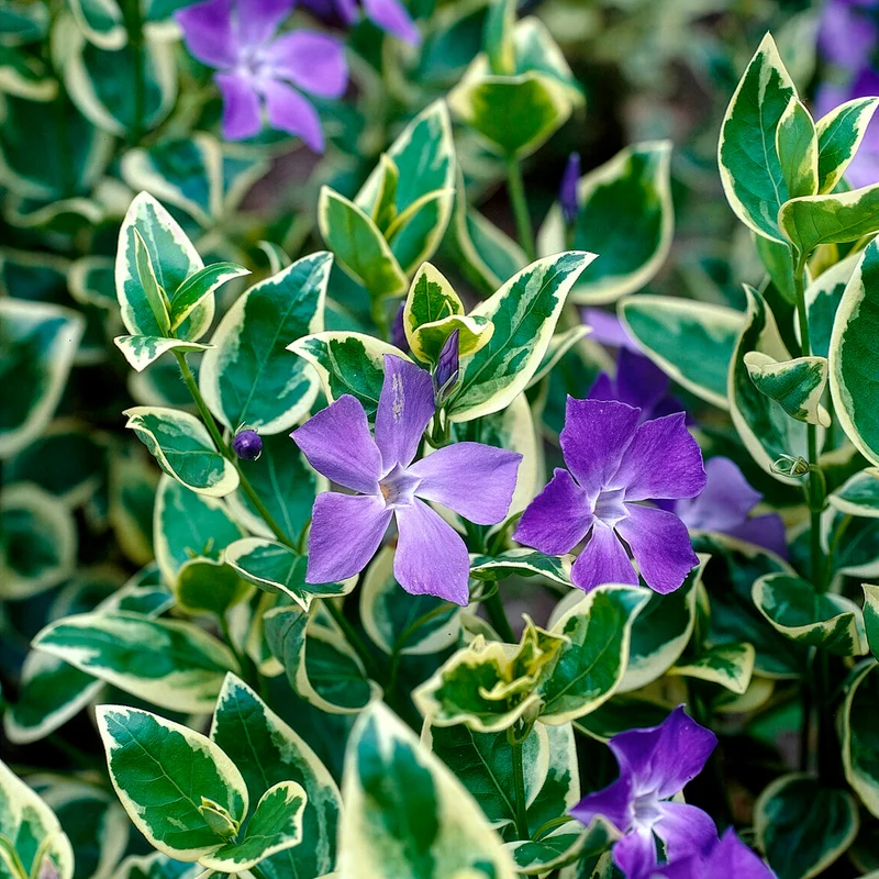 Großblättriges Immergrün Variegata