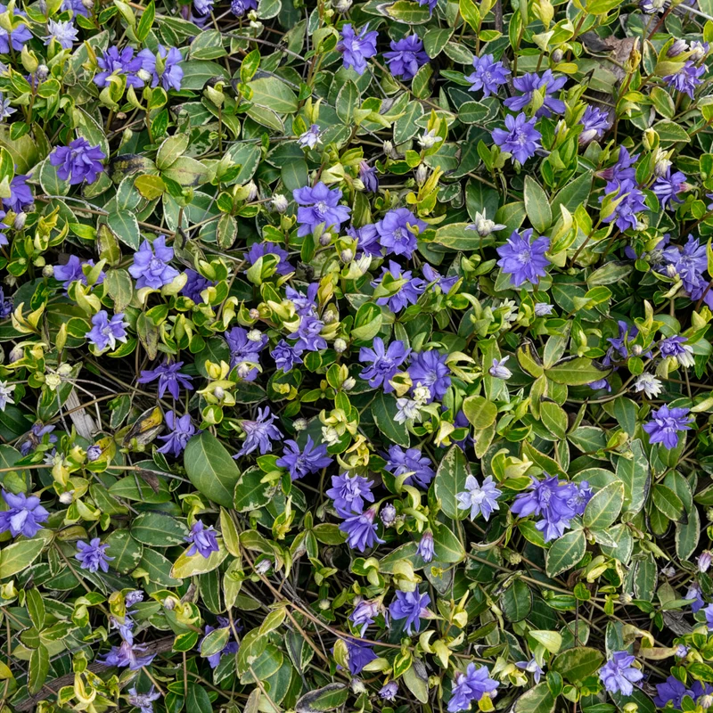 Großblättriges Immergrün Variegata