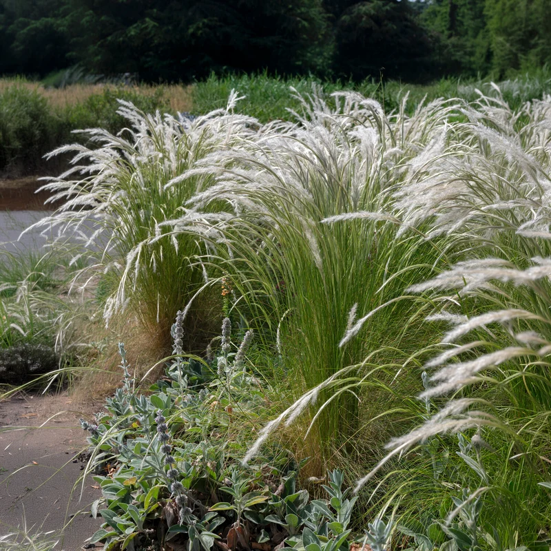 Ichu-Gras