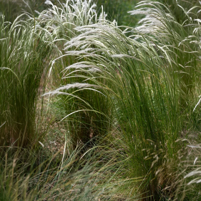 Ichu-Gras
