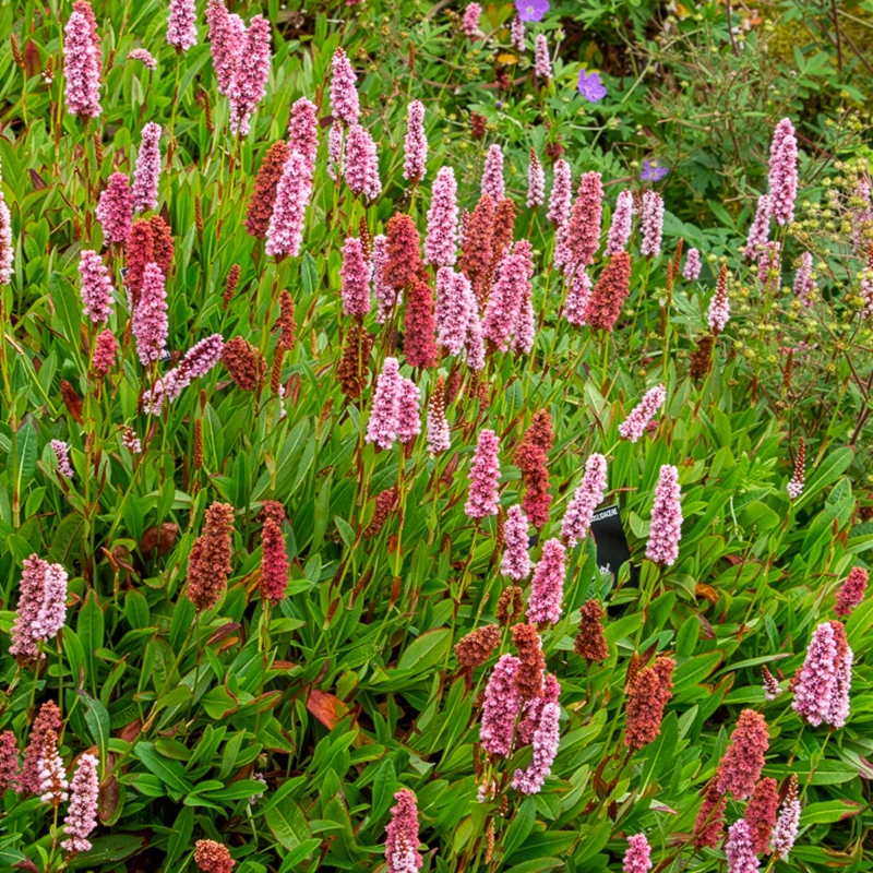 Schneckenknöterich Darjeeling Red