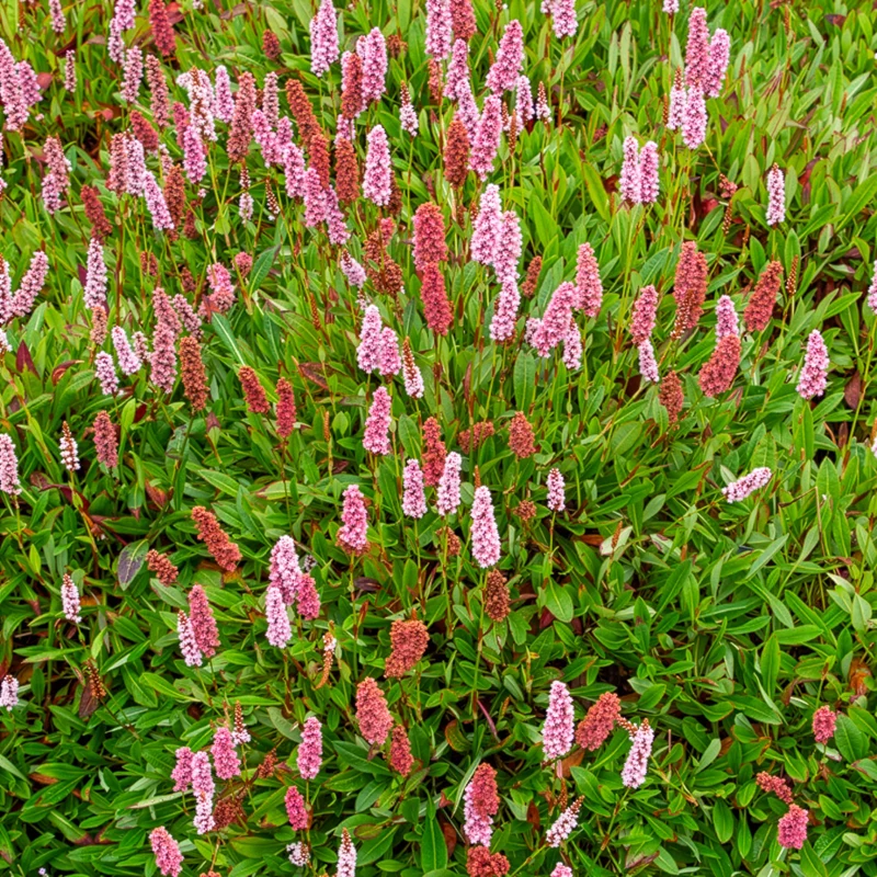 Schneckenknöterich Darjeeling Red