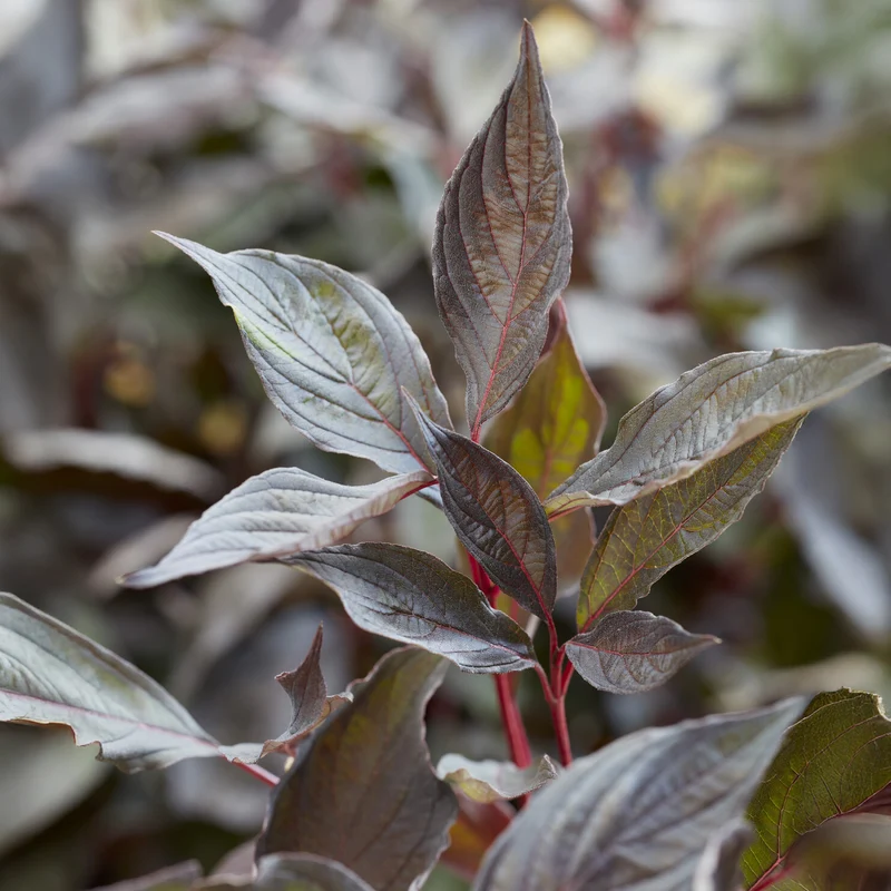Weißer Hartriegel ‘Nightfall’®