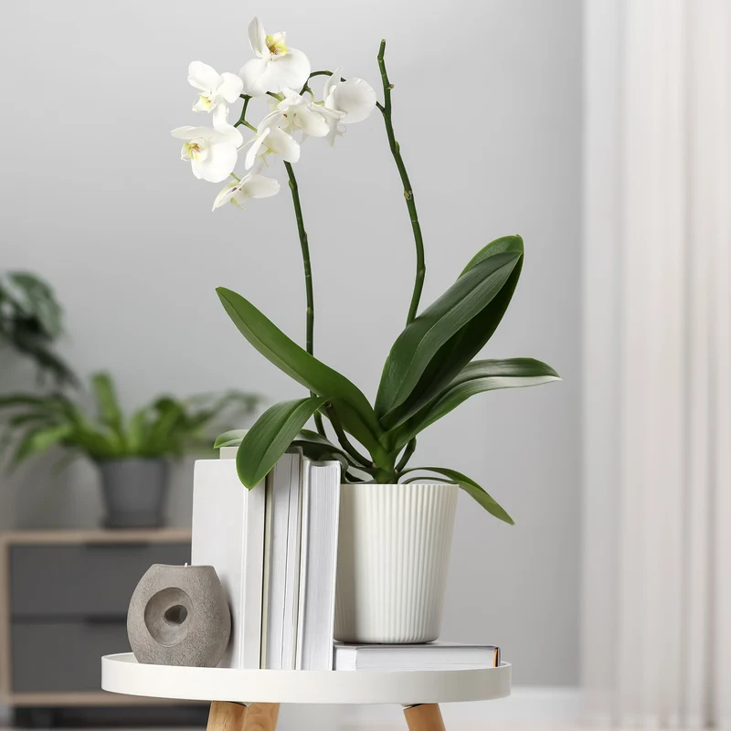Weiße Phalaenopsis