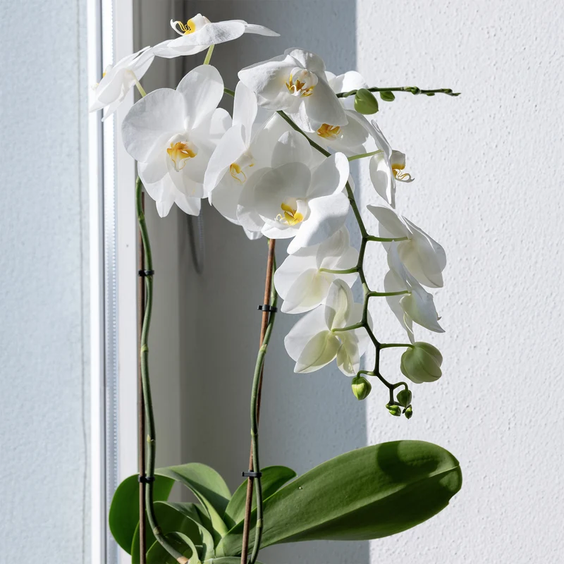 Weiße Phalaenopsis