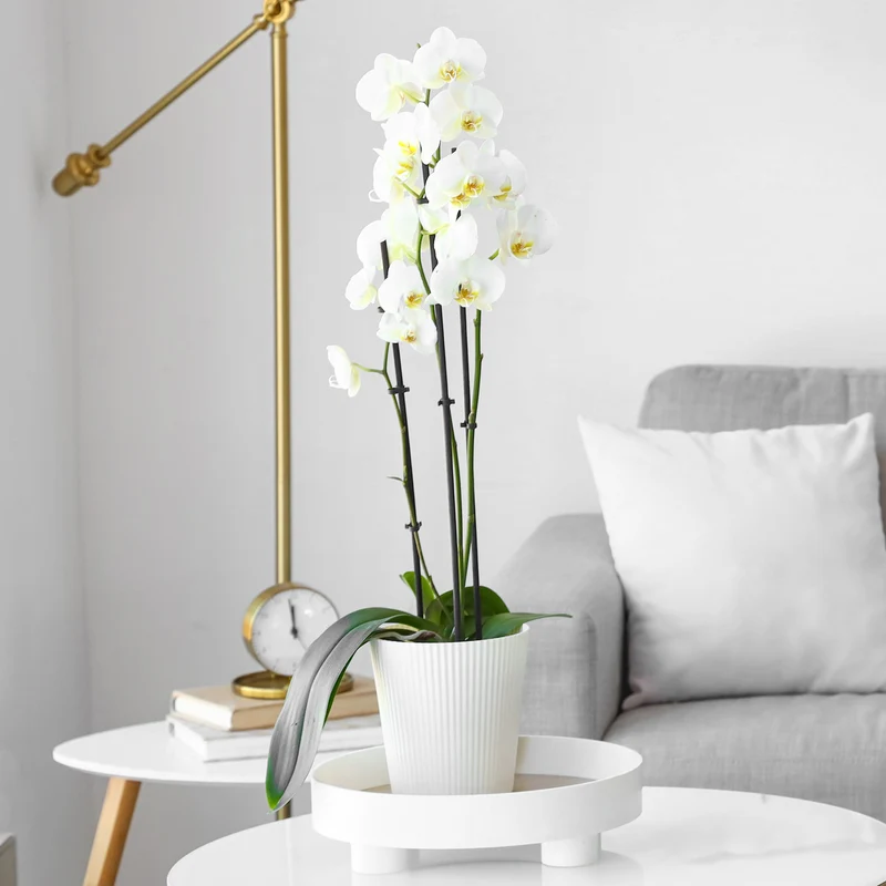 Weiße Phalaenopsis