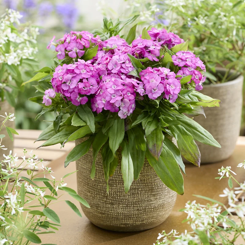 Bartnelke ‘Barbarini Pink’