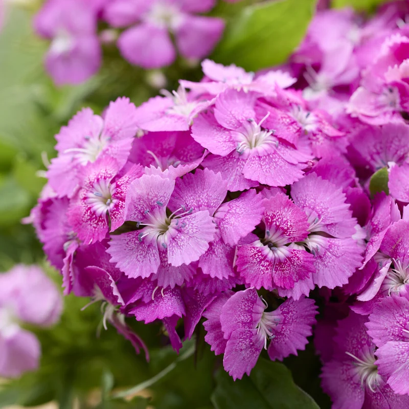 Bartnelke ‘Barbarini Pink’