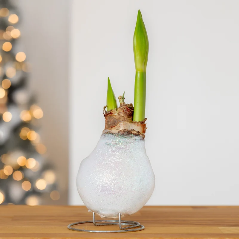Wachs Amaryllis Magic White
