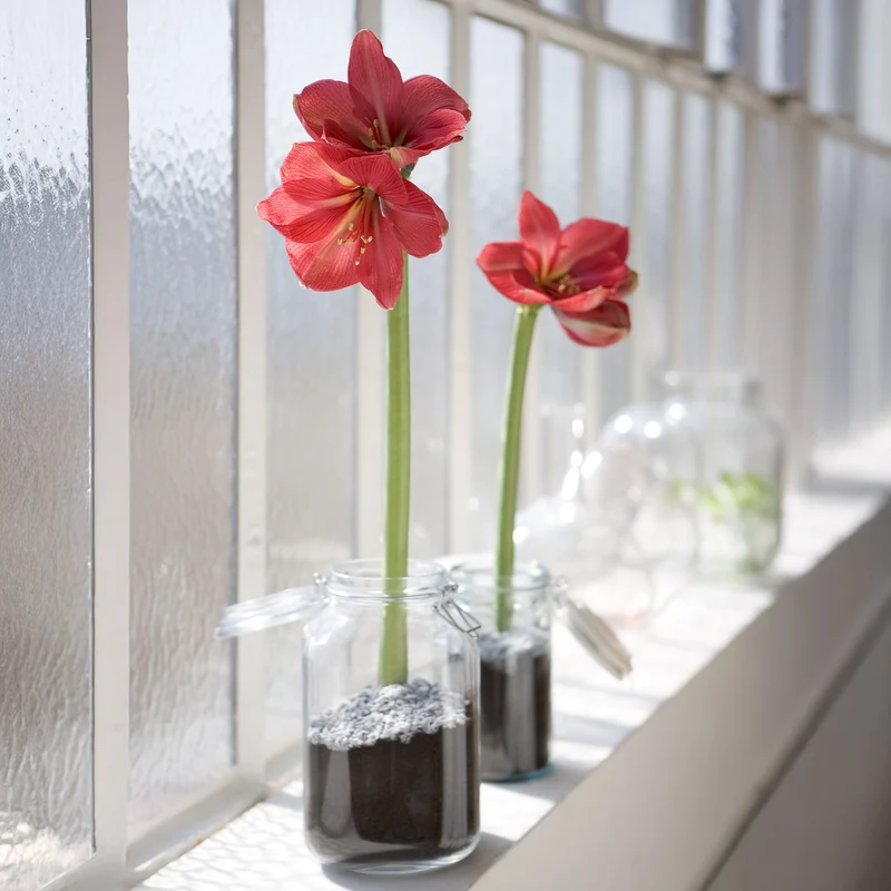 Wachs Amaryllis Magic White