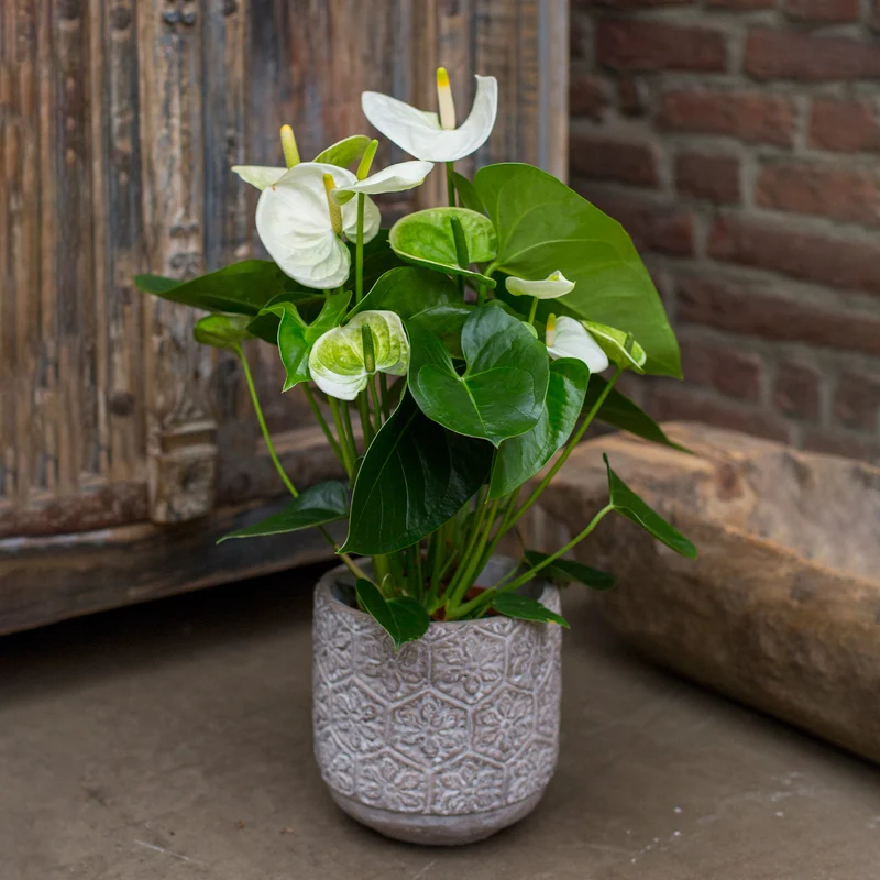 Weiße Flamingoblume /Anthurium white