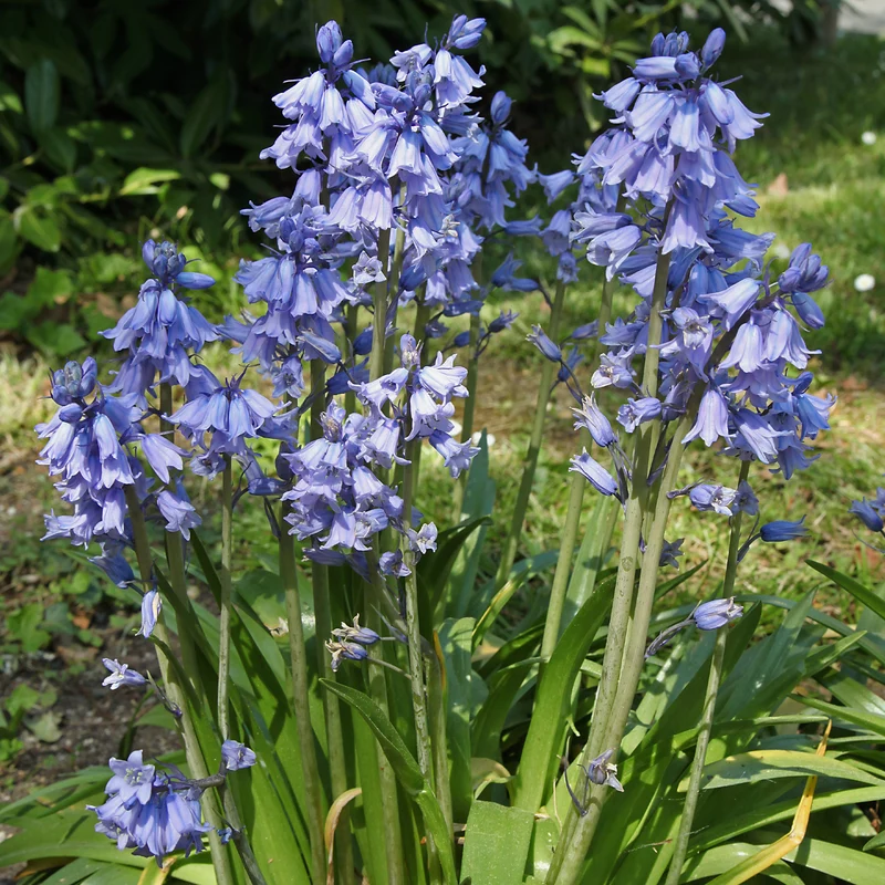 Blaues Spanisches Hasenglöckchen