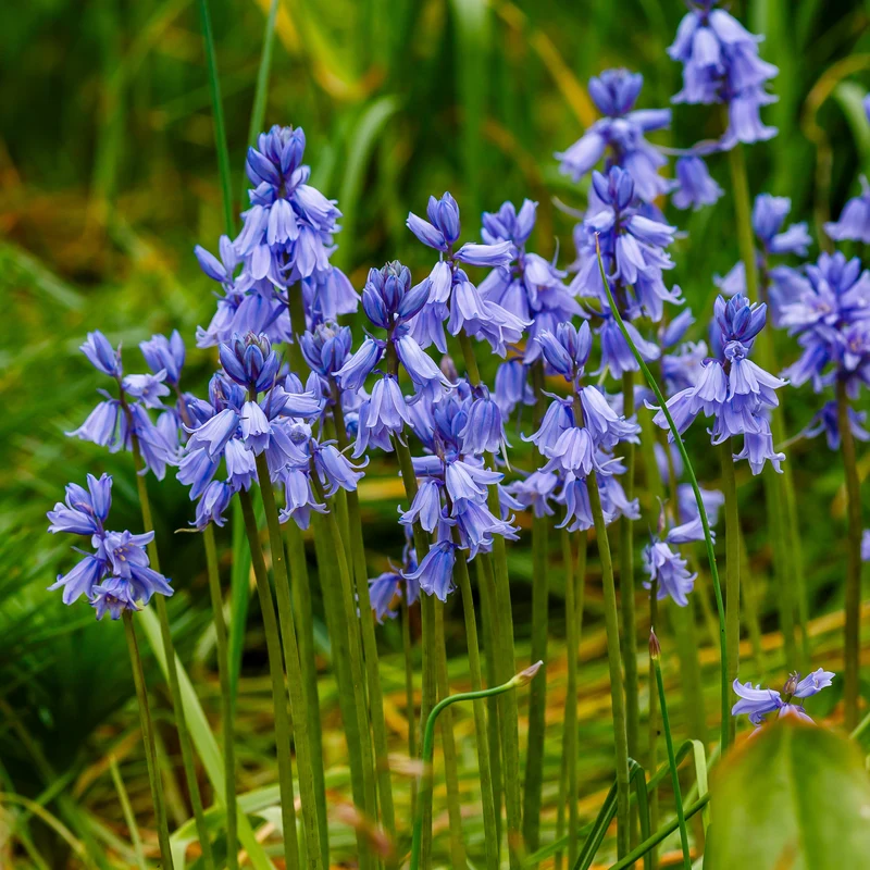 Blaues Spanisches Hasenglöckchen