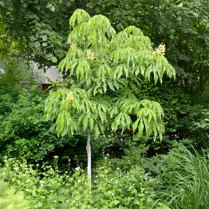 Kastanie ‘Autumn Splendor’
