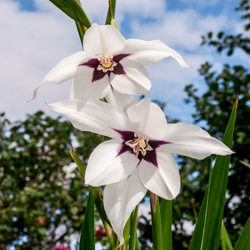 Abyssinische Gladiole (x30)