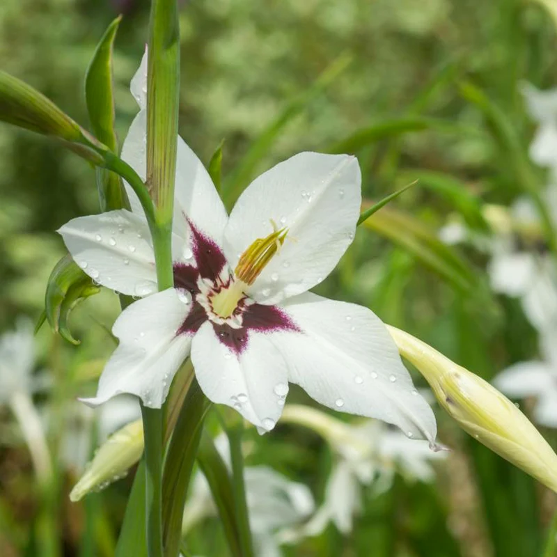 Abyssinische Gladiole (x30)