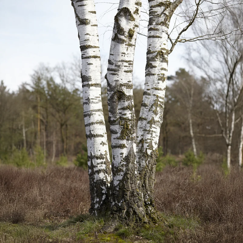 Moor-Birke