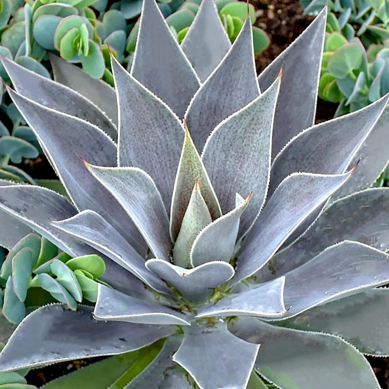 Mangave Lavender Lady