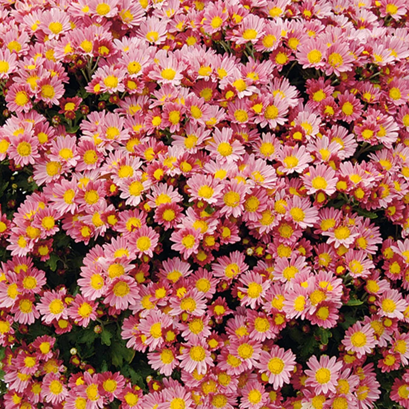 Pazifik-Chrysantheme ‘Bengo Rosa’