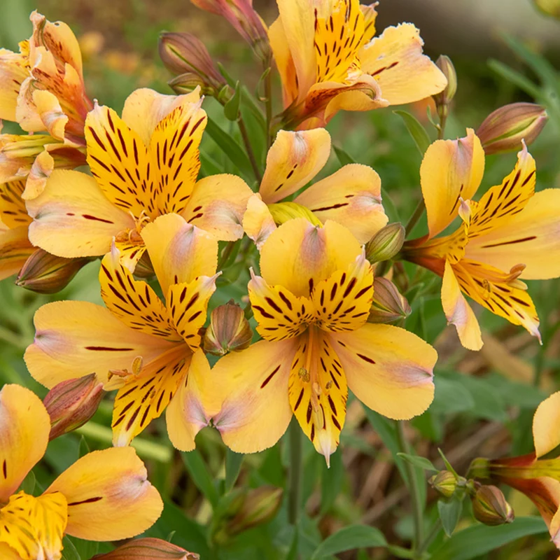Inkalilie ‘Duc d’Anjou Nicolas’