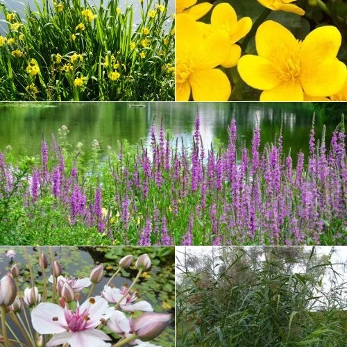 Heimische Teich- & Uferpflanzen Mischung (x5)