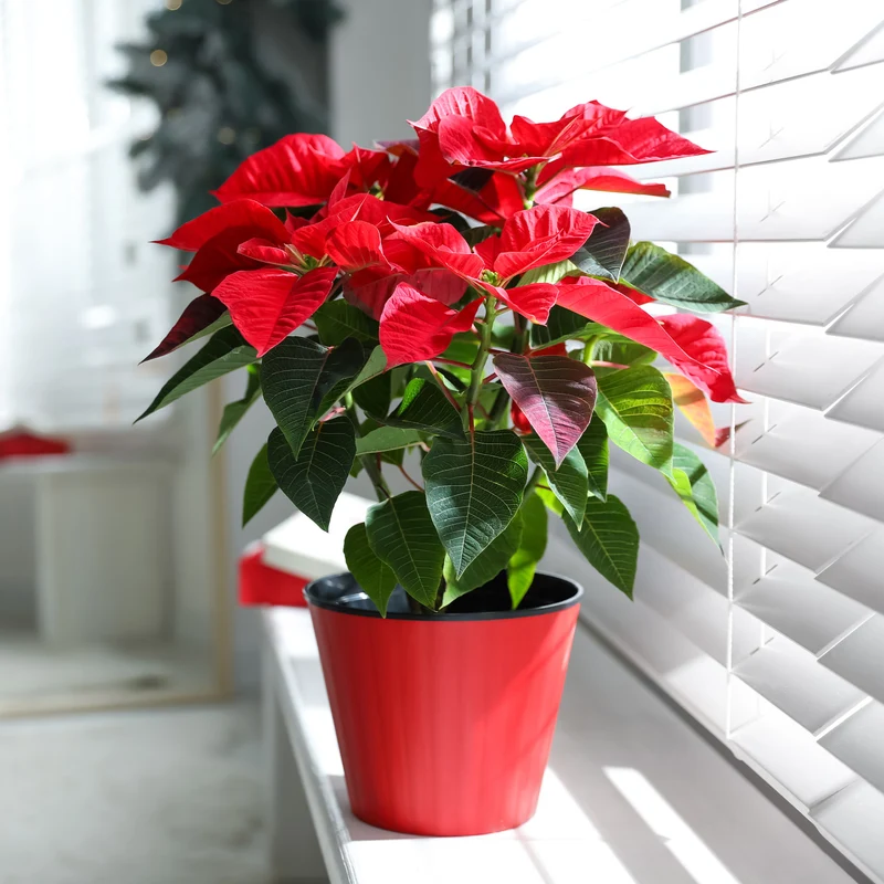 Rote Poinsettia