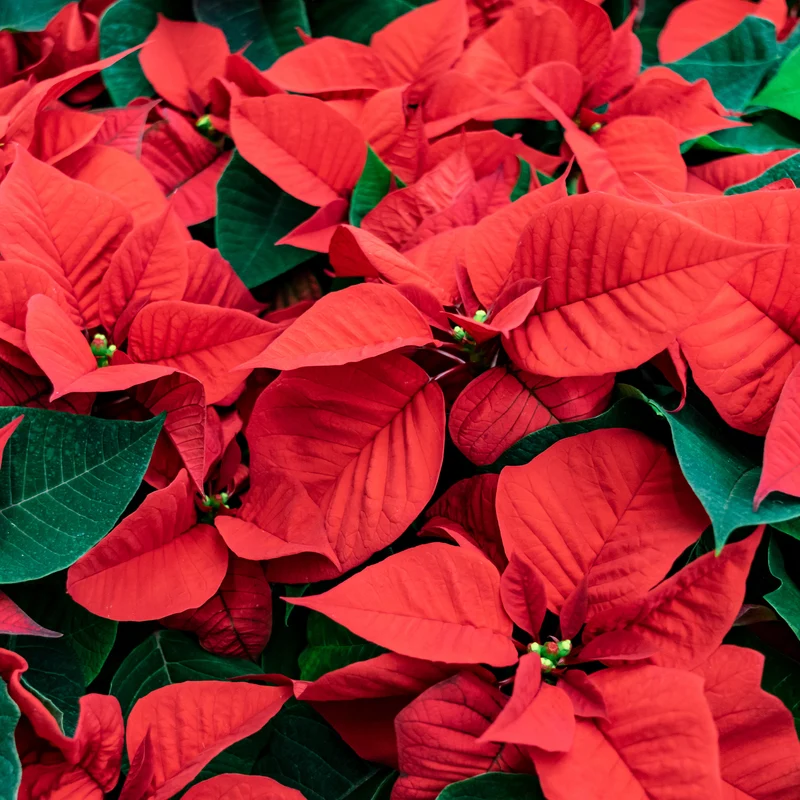 Rote Poinsettia