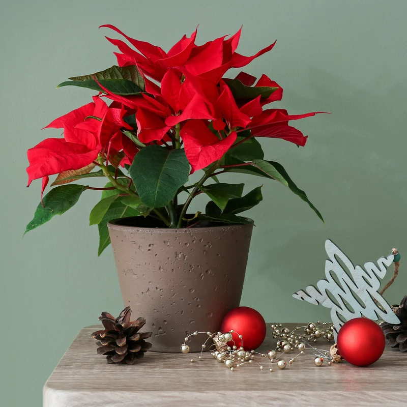 Rote Poinsettia