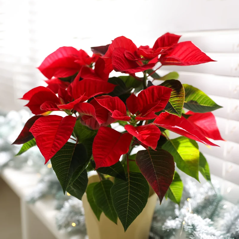 Rote Poinsettia