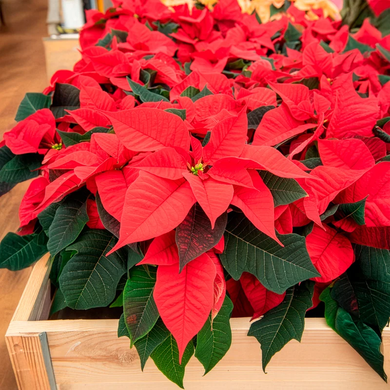 Rote Poinsettia