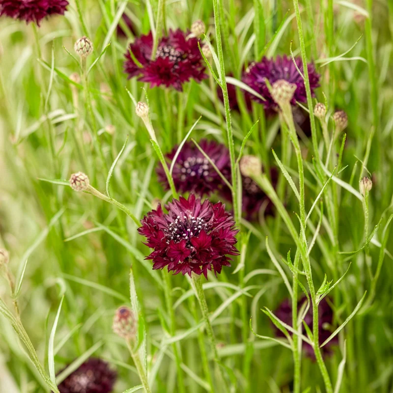 Kornblume Black Ball