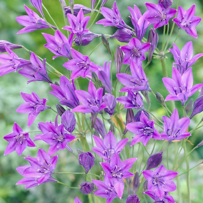 Triteleie 'Queen Fabiola' (x100)