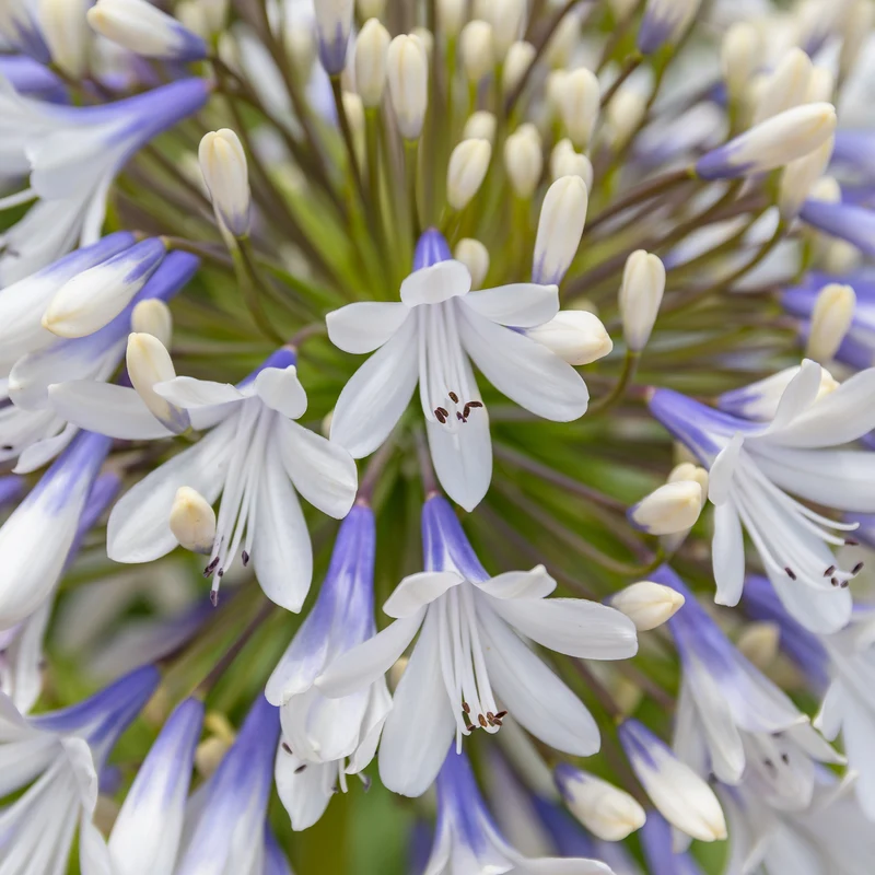 Schmucklilie ‘Queen Mum’