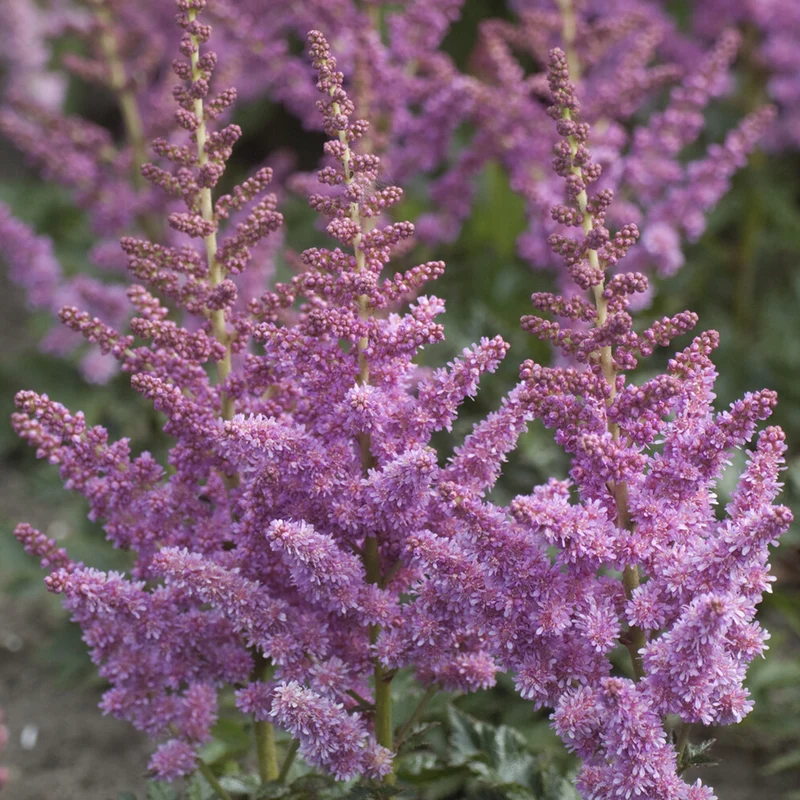 Prachtspiere ‘Little Vision in Purple’®
