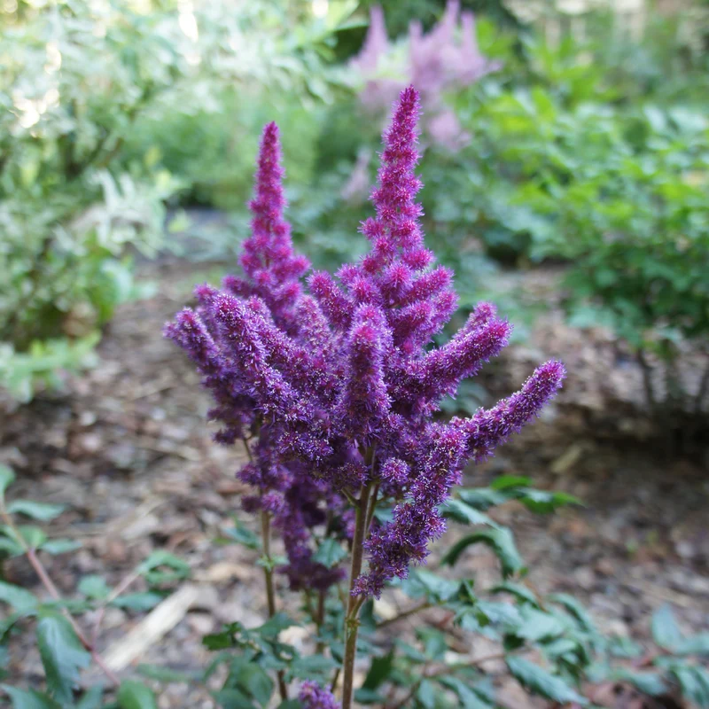 Prachtspiere ‘Little Vision in Purple’®