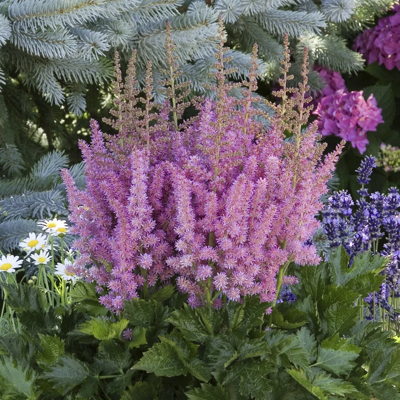 Prachtspiere ‘Little Vision in Purple’®