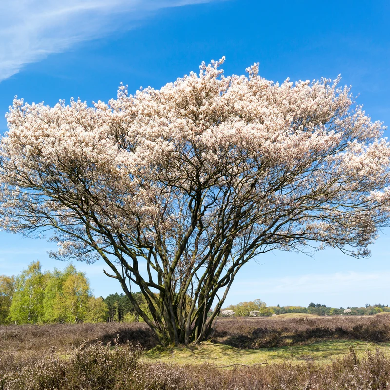 Kanadische Felsenbirne