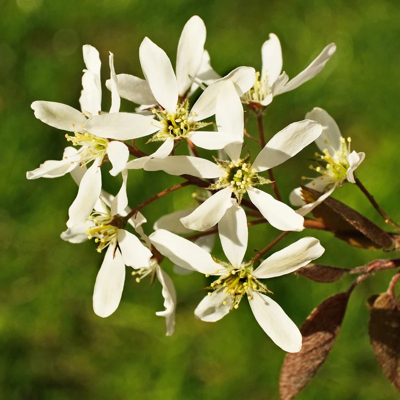 Kanadische Felsenbirne