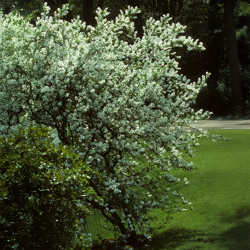 Kanadische Felsenbirne