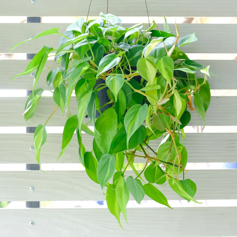 Philodendron scandens