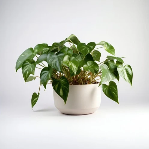 Philodendron scandens