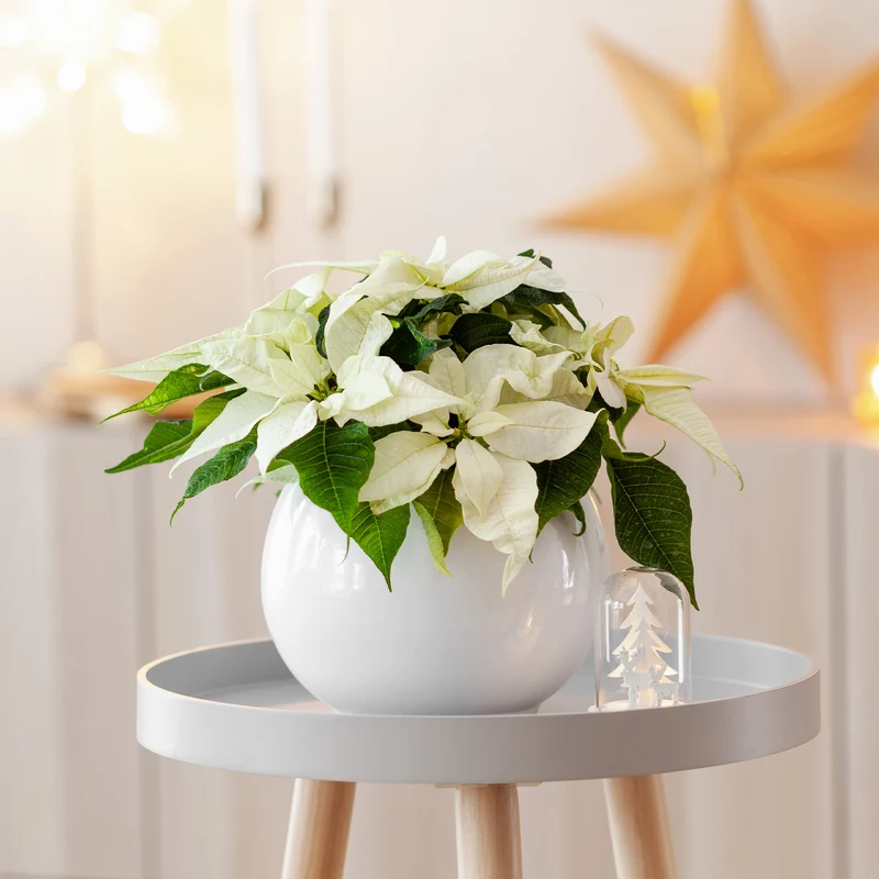 Weiße Poinsettia
