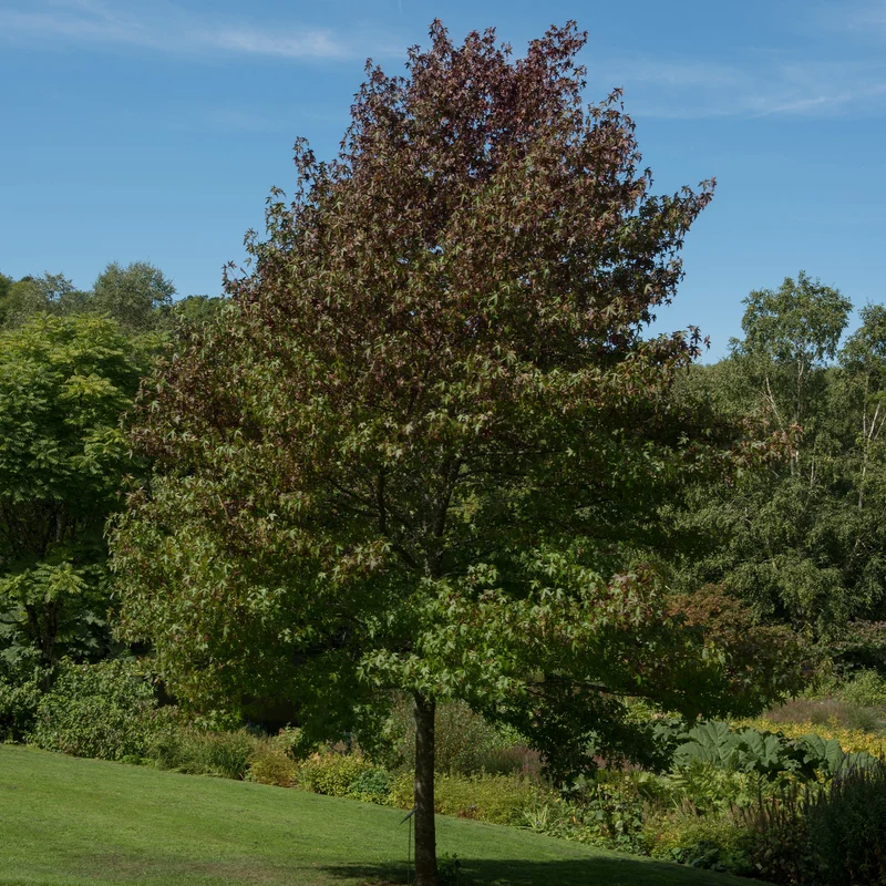 Amberbaum 'Worplesdon'