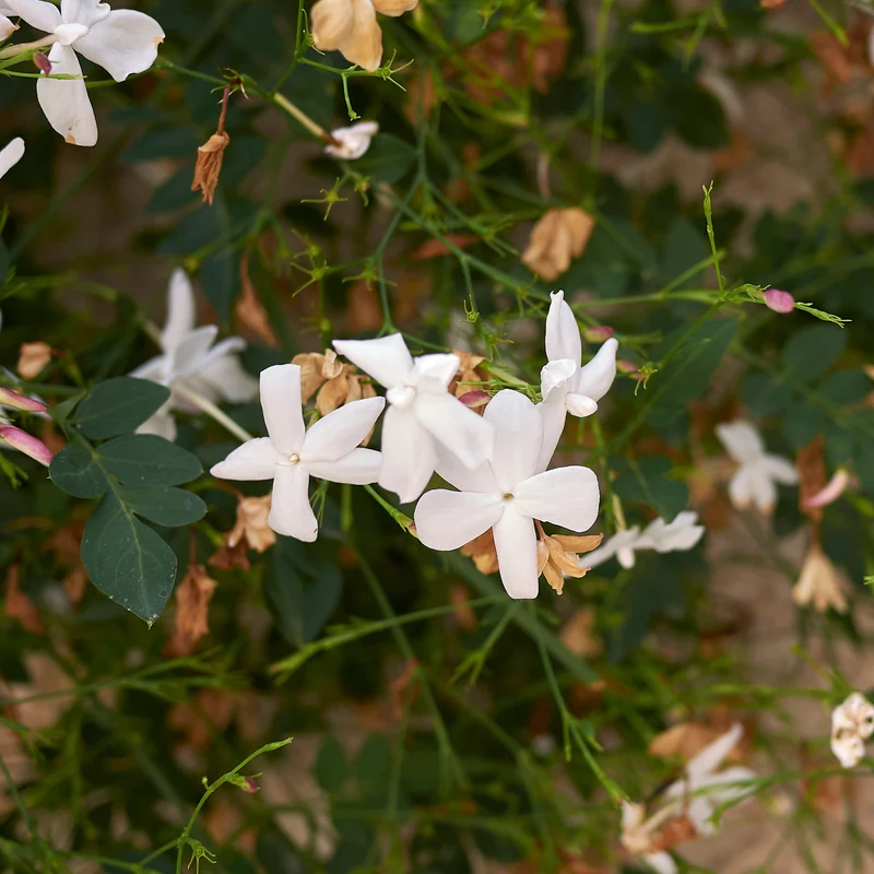 Grasse-Jasmin