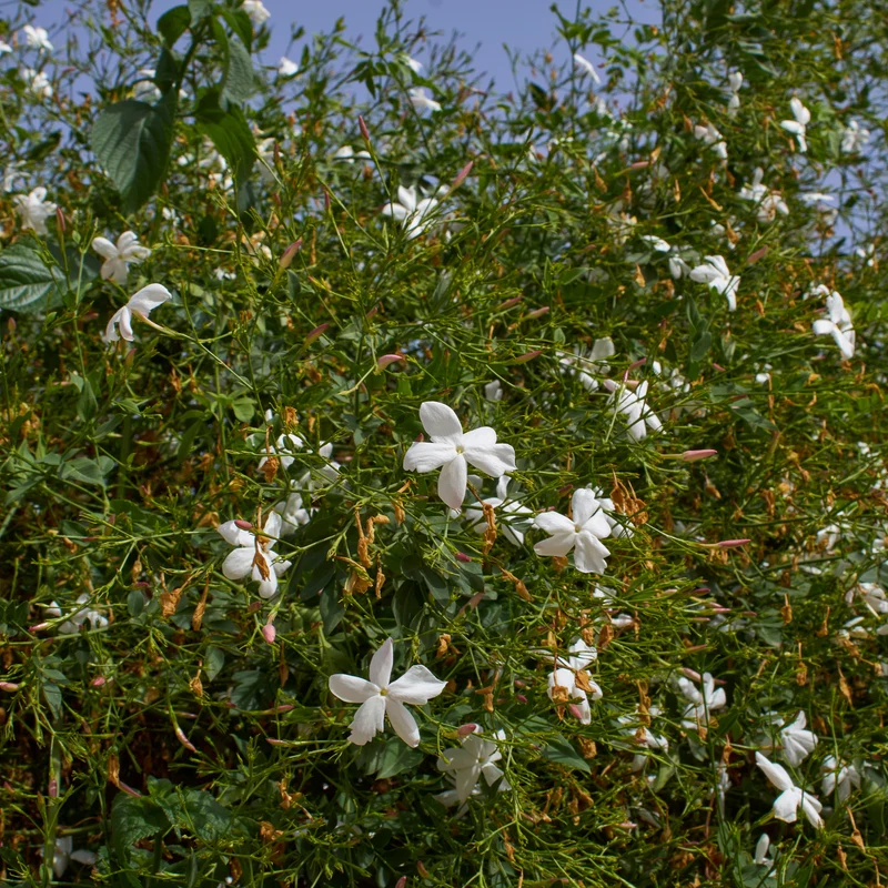 Grasse-Jasmin