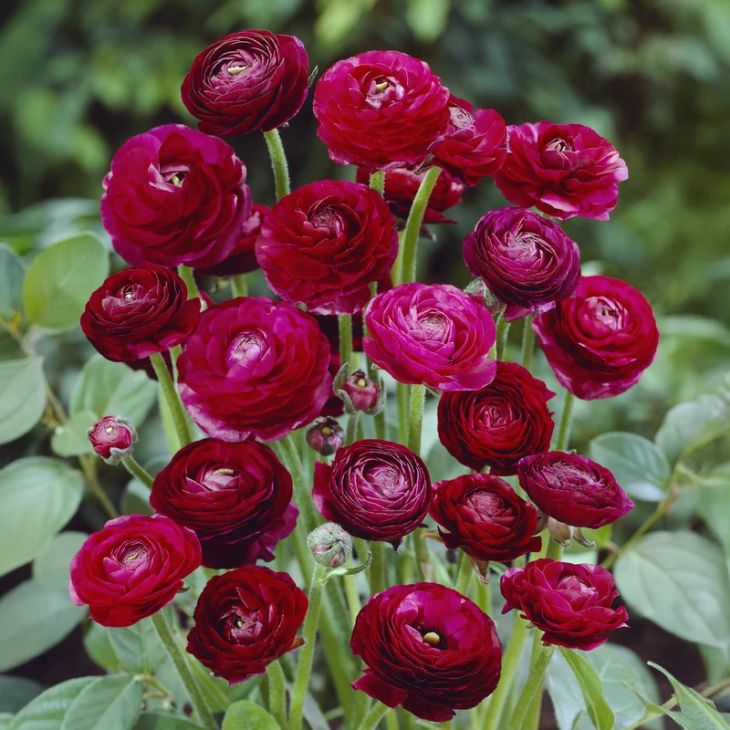 Asiatische Ranunkeln ‘Pauline’ (x10)