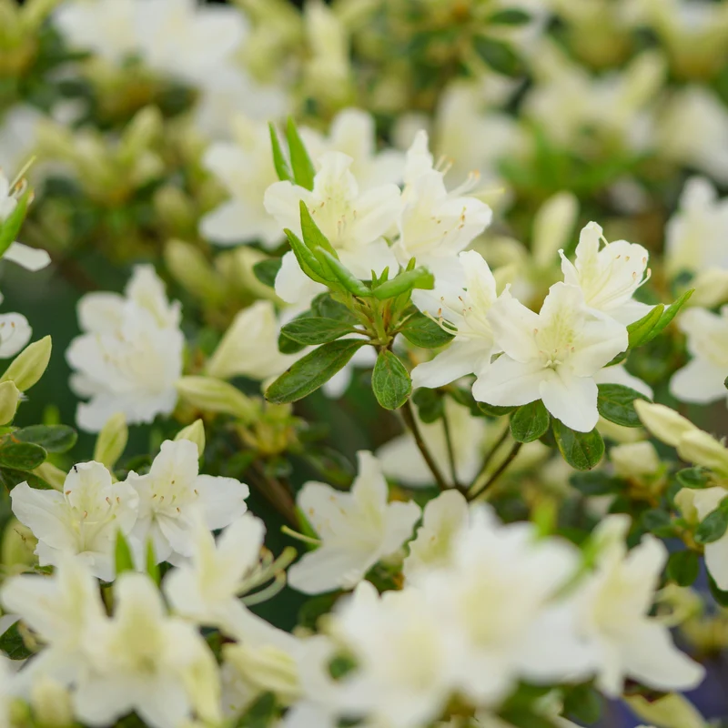 Japanische Azalee White Surprise