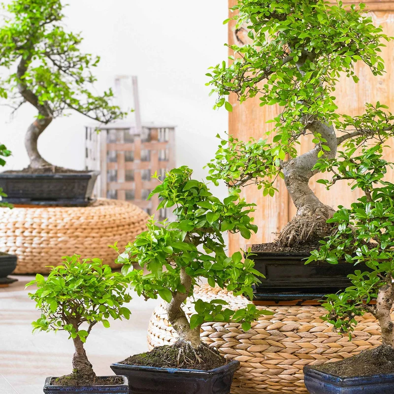 Bonsai Carmona