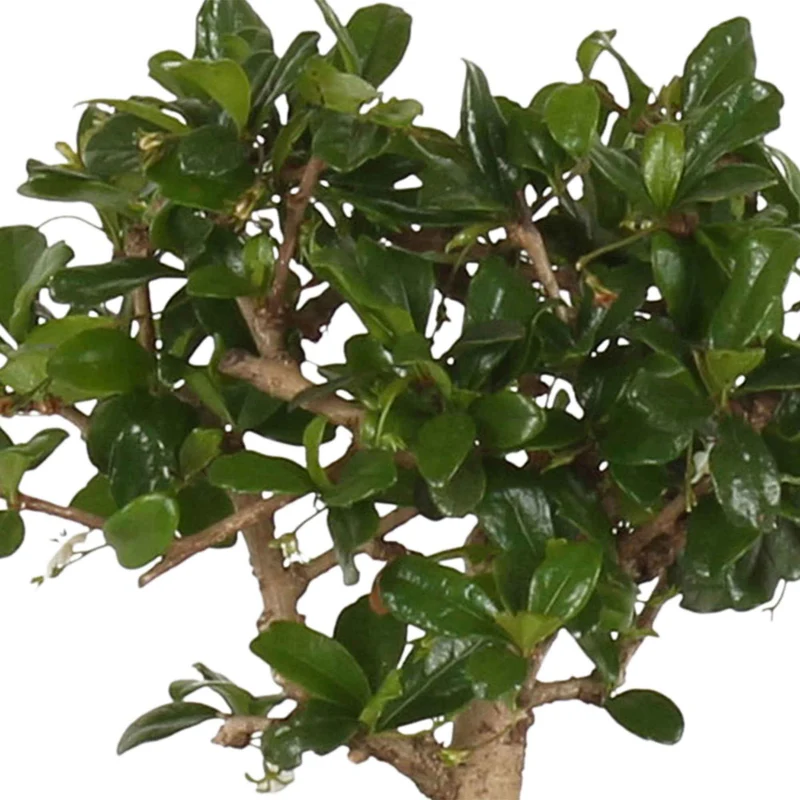 Bonsai Carmona